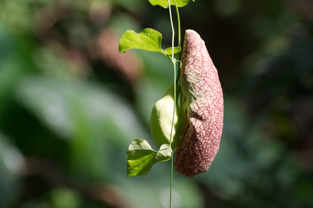 Duck flower/ aristolochia reticulata plant care 